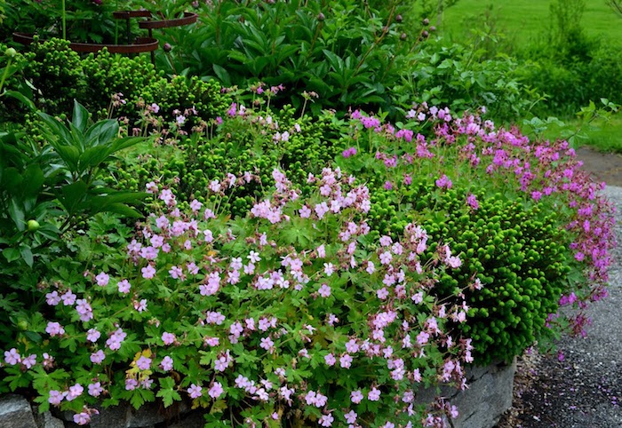violette und pinke bodendecker pflanzen mit immergrünen pflanzen, ein gartenweg und balkan storchschnabel 
