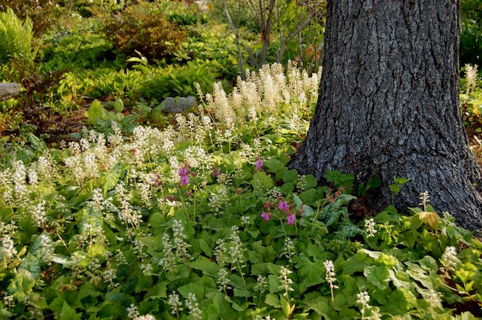 ein baum und viele kleine weiße tiarella cordifolia immergrüne bodendecker pflanzen mit grünen blättern und stielen und kleine violette blumen, einen kleinen garten gestalten ideen, bodendecker sonne
