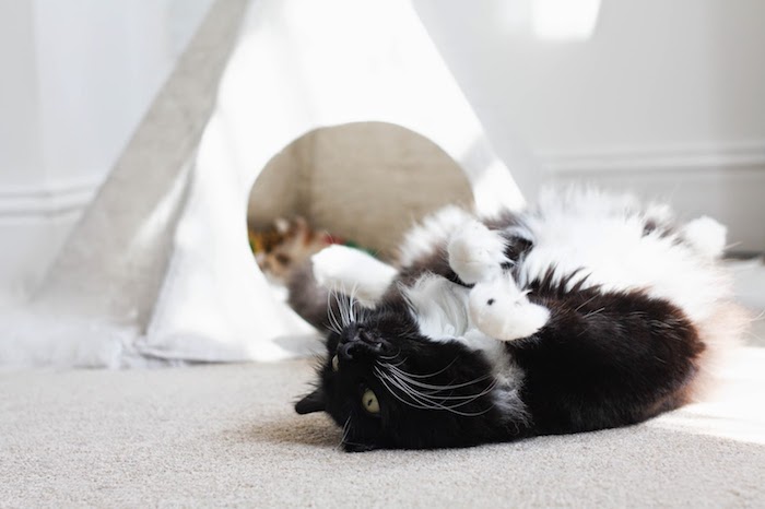ein grauer teppich und eine schwarze katze mit grünen augen, ein kleines weißes katzenzelt, weißes tipi für katzen selber bauen