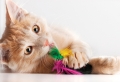 76 kreative Ideen, wie Sie ein Katzenspielzeug selber machen