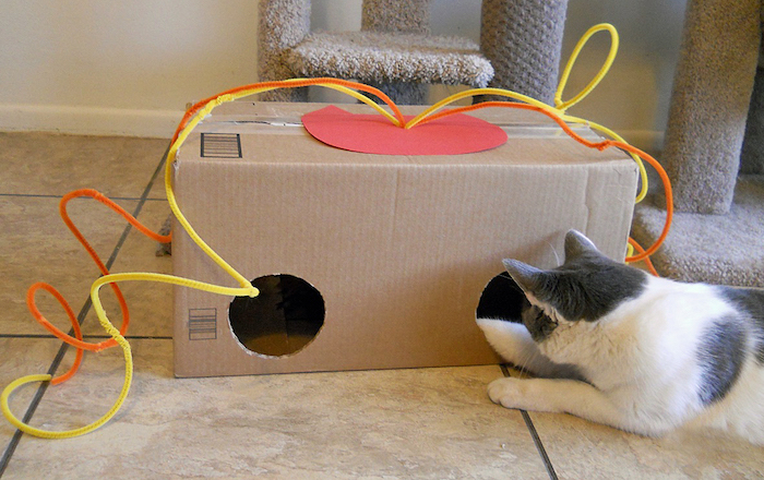 katzenspielzeug beschäftigung, große box aus pappe mit zwei löcher, katze in weiß und grau