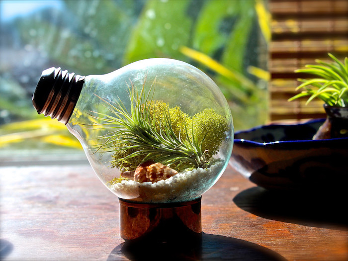 deko mkt glühbirnen, eine alte kleine glühbirne mit grünen algen und pflanzen und kleinen weißen steinen und ein brauner tisch aus holz