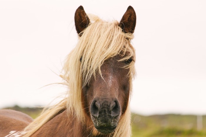 feines haar stylen, ein lustiges bild von einem pferd, blonde mähne braunes pferd foto