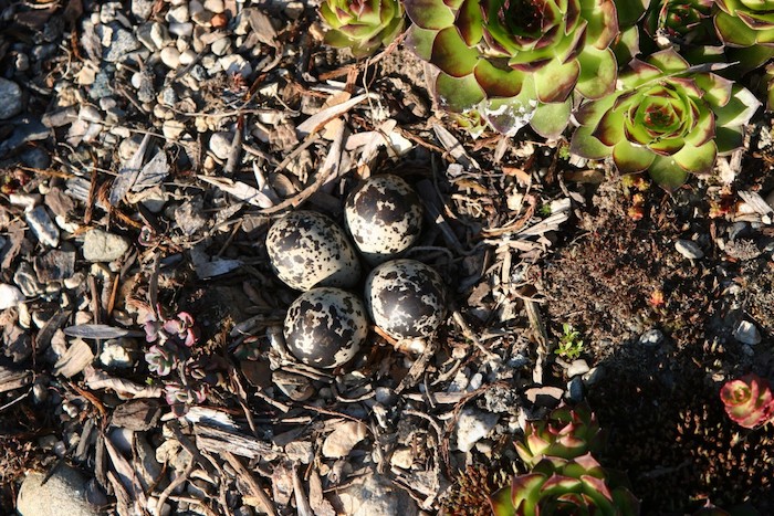 kleine braune eier eines vogels im garten mit kleinen grünen sukkulenten pflanzen für steingarten, eine steingarten deko