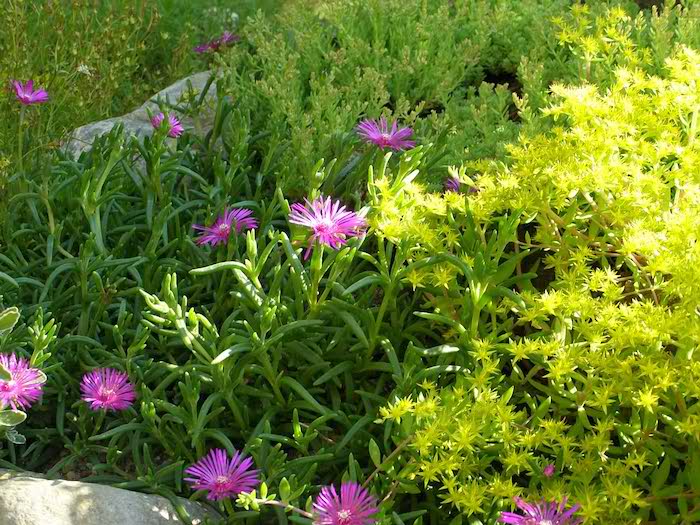steingarten mit vielen kleinen violetten blumen mit grünen blättern und mit grauen kleinen steinen, gartengestaltung mit steinen und pflanzen ideen