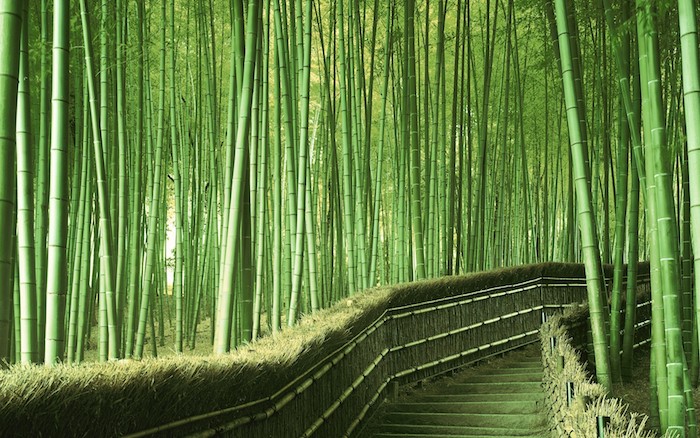 grüner garten mit einem grünen gartenweg und sichtschutz aus vielen grünen bambus stäben