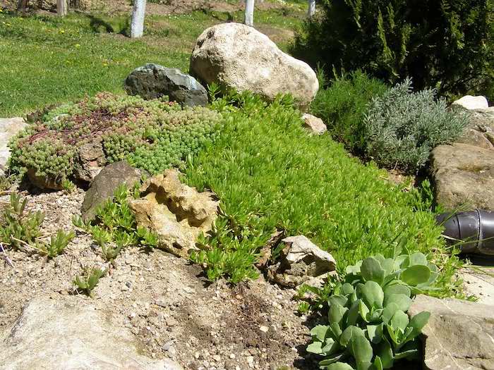 steingarten mit grauen goßen steinen und vielen grünen sukkulenten mit grünen blättern, einen steingarten anlegen anleitung schritt für schritt