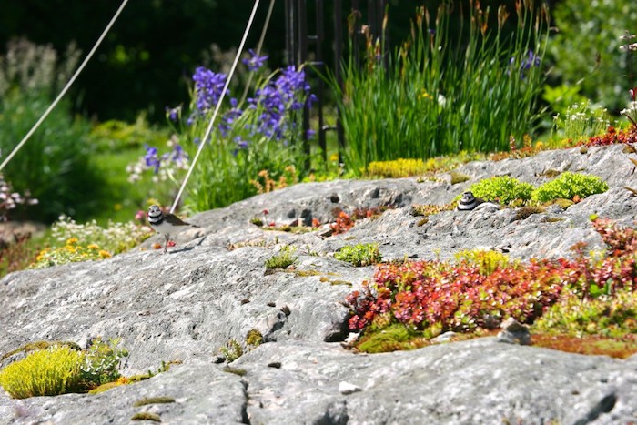 kleiner grauer vogel in einem kleinen steingarten mit grauen steinen nd grünen und roten sukkulenten und violetten blumen, pflanzen für steingarten 