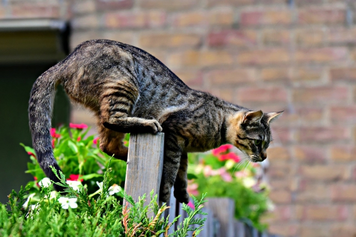 lustiges Foto von Katze auf Gartenzaun