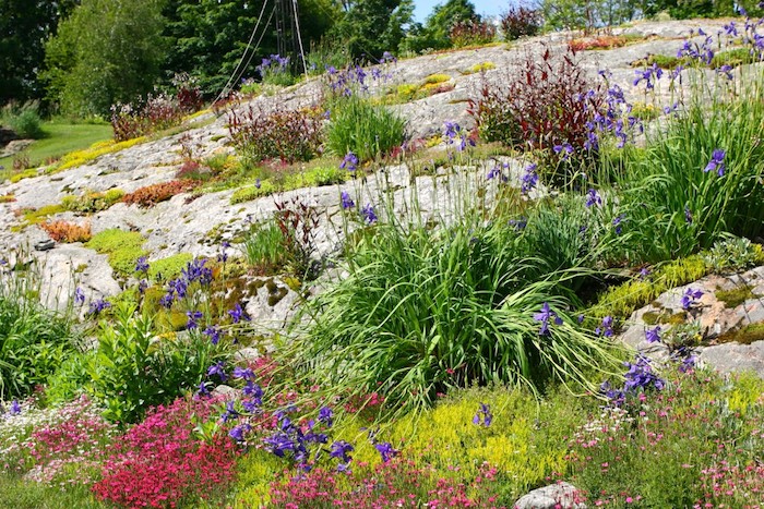 viele kleine violette und pinke blumen und sukulennten pflanzen im kleinen steingarten mit grauen steinen, einen steingarten anlegen