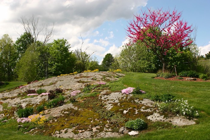 steingarten bilder und gartengestaltung ideen, blauer himmel mit vielen weißen wolken, ein kleiner steingarten mit gelben und violetten blumen und grünen sukkulenten pflanzen