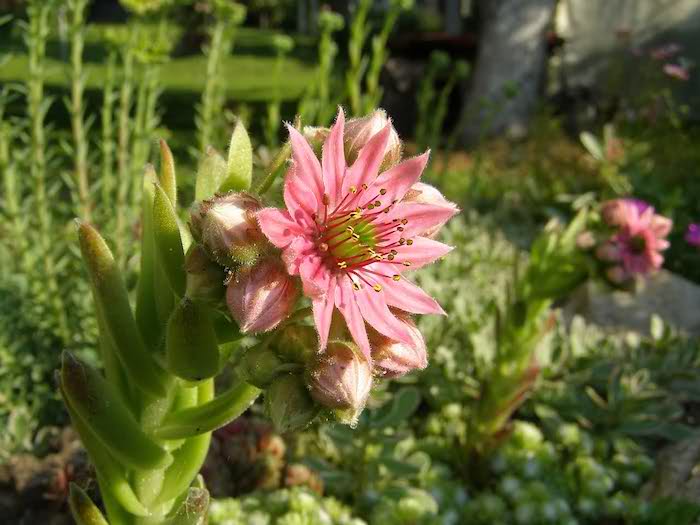 pinke kleine rose mit grünen blättern und ein grüner rasen im kleinen steingarten, gartengestaltung kleine gärten