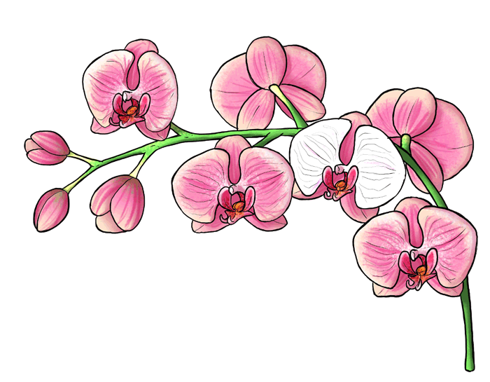 Schönes Bild zum Nachmalen, Orchidee nachmalen, mit großen rosafarbenen Blüten