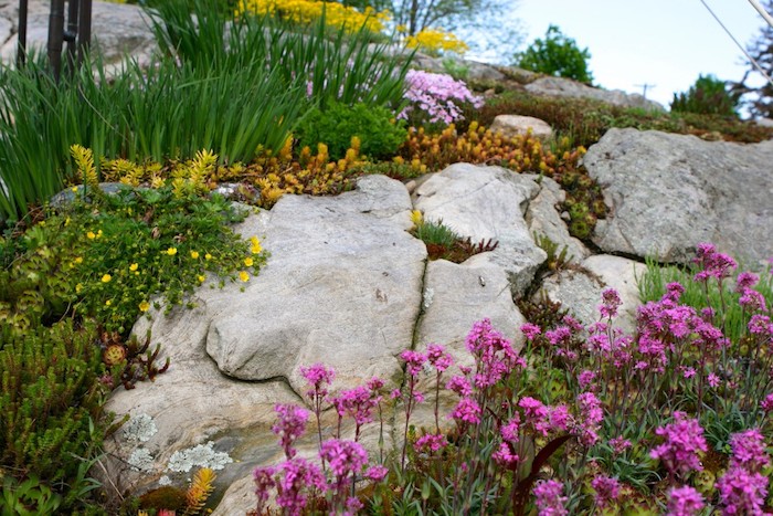 gelbe und violette blumen und grüne sukkulenten pflanzen für steingarten mit grauen steinen