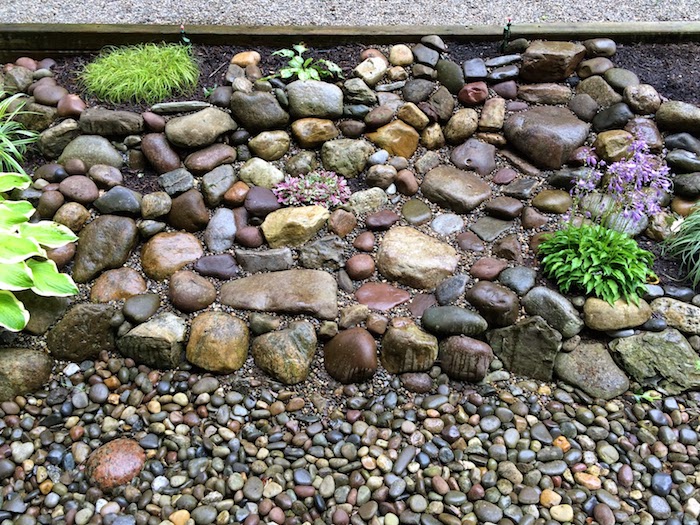 steingarten bilder mit vielen kleinen grauen und braunen steinen für steingarten und violetten blumen mit grünen blättern