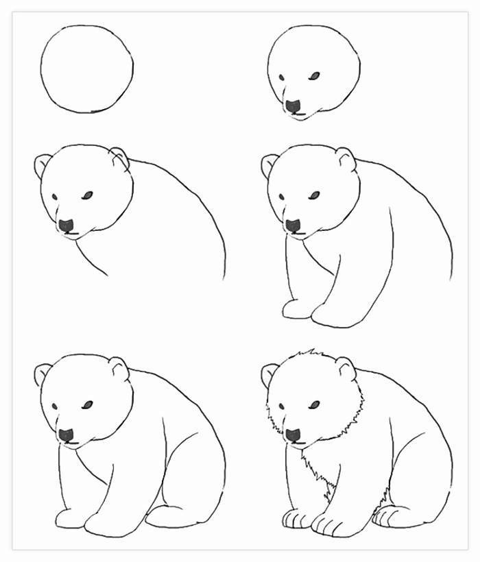 Wie zeichnet man einen Bären, Anleitung in sechs Schritten für Anfänger, zeichnen mit Bleistift