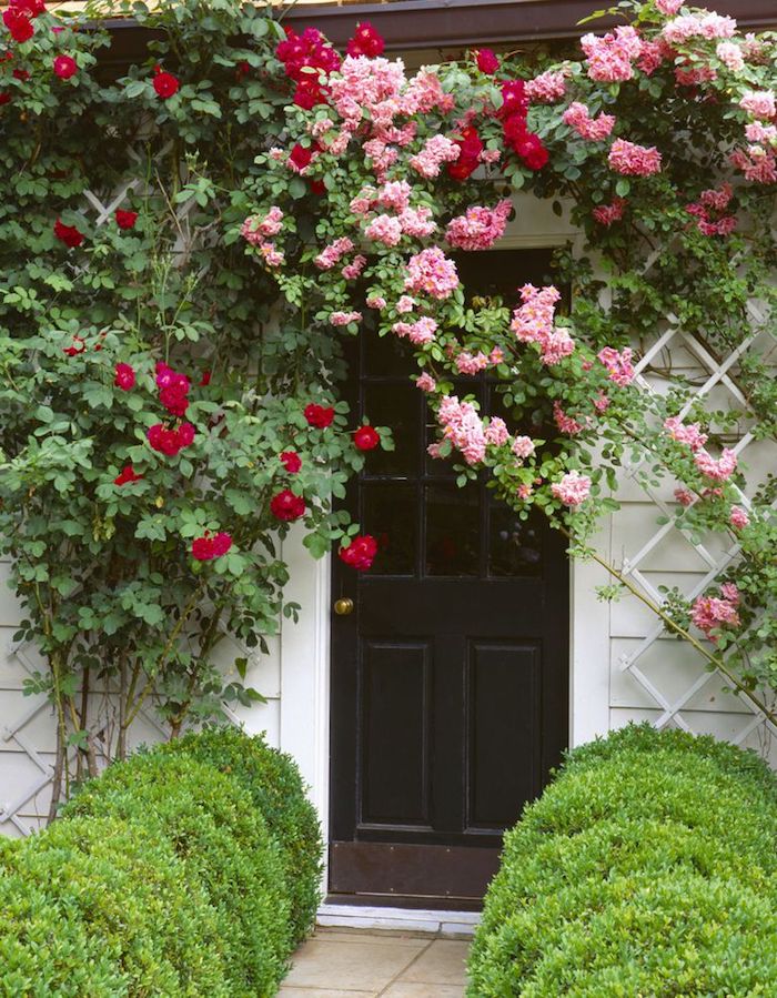 weiße wand und braune tür aus holz, vorgarten mit pinken und roten rosen mit grünen blättern, vorgarten pflanzen