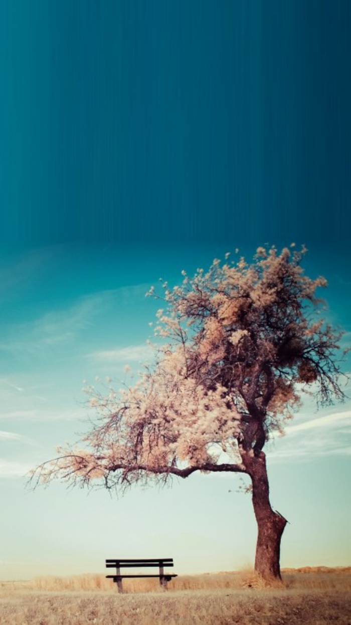 ein blauer Himmel, rosa Baum, gelber Grass, eine Bank, Hintergrundbilder kostenlos, ein rustikales Bild