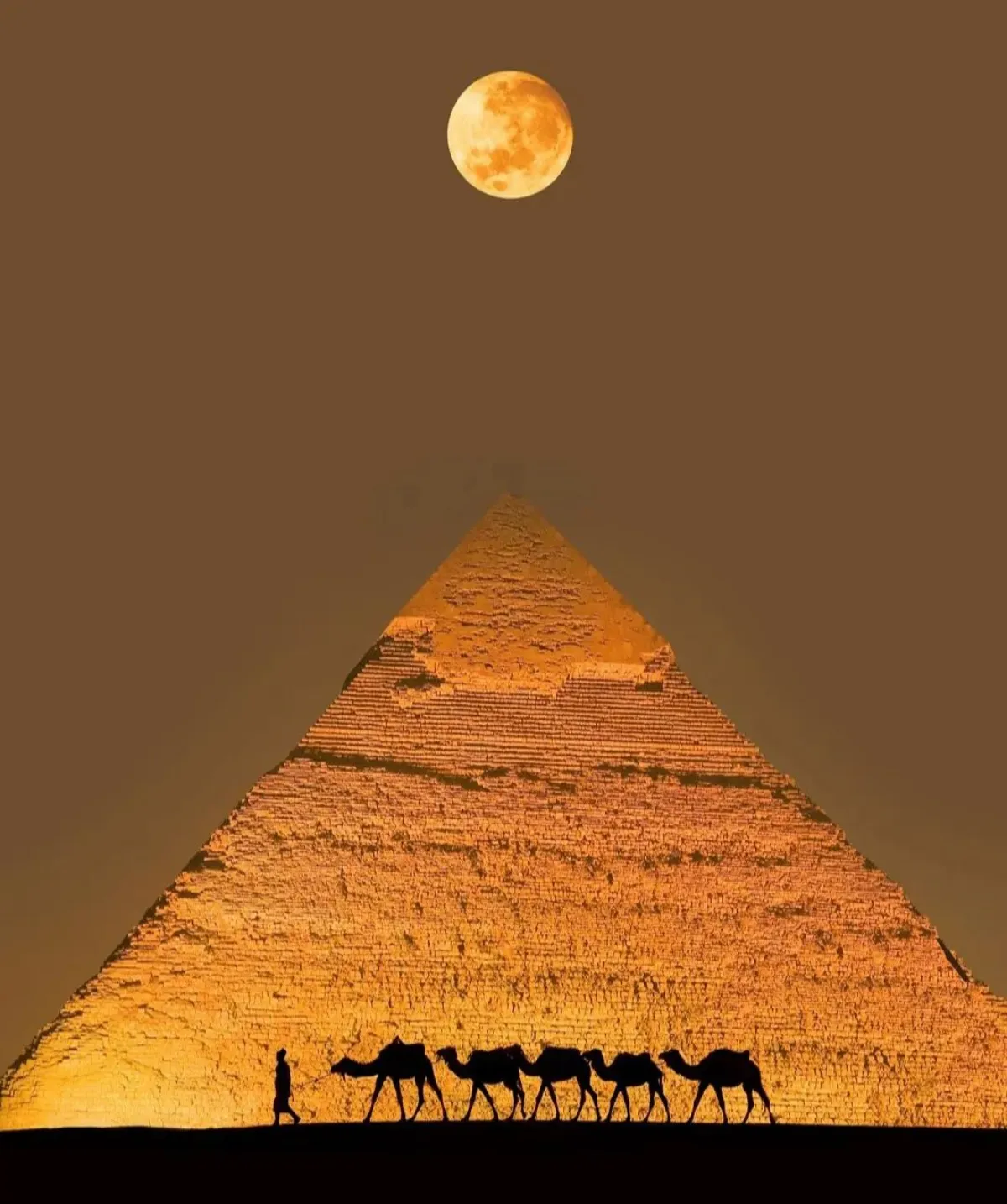 ägypt pyramide kamele vollmond bild