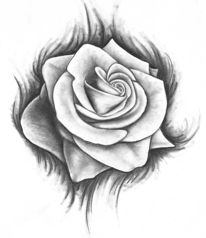weiße rose, realitische zeichung mit bleistift, schwarz und grau