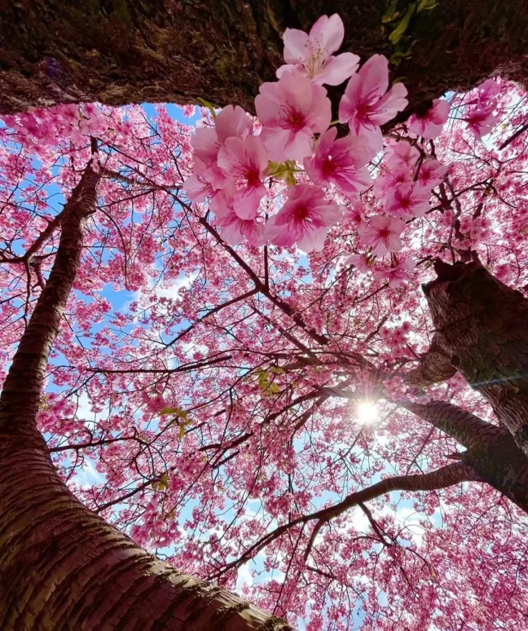 blühender baum im frühling rosafarbene blüten