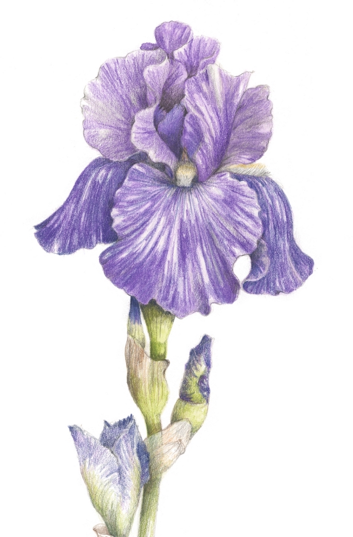 coole zeichnungen mit farbigen bleistiften, große realitische lila blume, iris hybrida