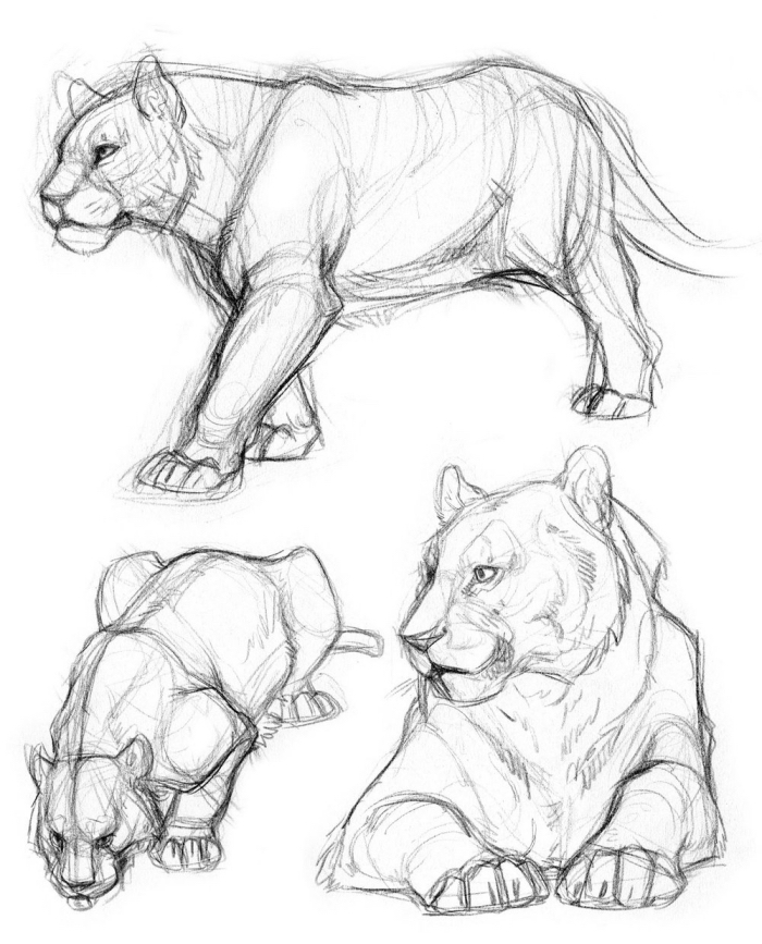 einfache zeichnungen, löwin zeichnen lernen mit bleistift, wildtier 