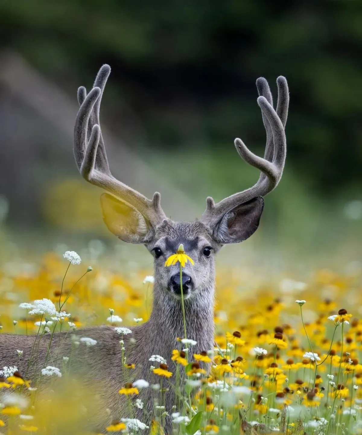 hirsch zwischen blumen eine blume über nase