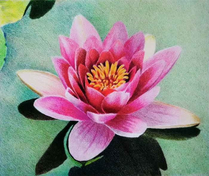 große blume, rosa lotus im wasser, farbige zeichnung