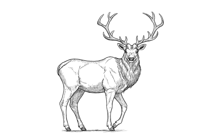 Bleistiftzeichnung Hirsch Zeichnen Einfach