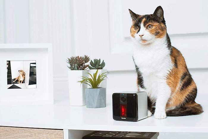 Petcube 2 mit Alexa-Integration, Push-Benachrichtigung wenn das Haustier vor der Kamera sitzt 