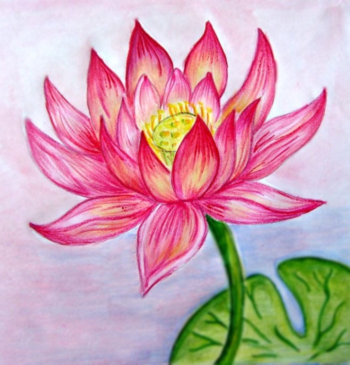 große blume, zeichnen für anfänger, rosa lotus, großes grünes blatt, lotusblume
