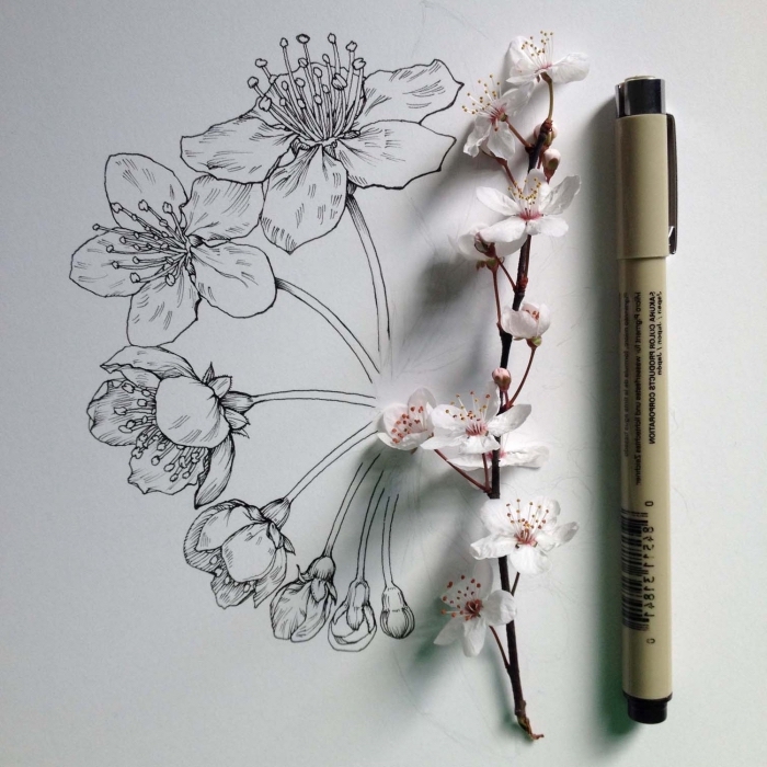 schwarzer bleistift, weiße kirschblüten, zeichnen für anfänger, dünner zweig