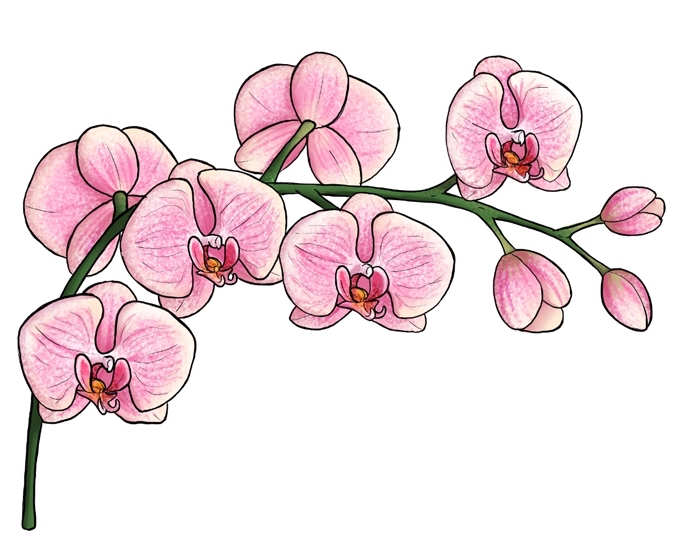 blumen zeichnen lernen, rosa orchideen, farbige zeichnung, blüten