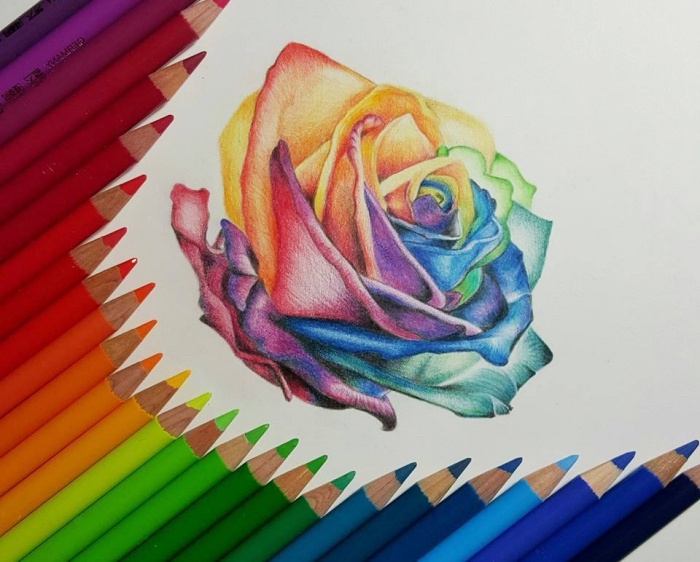 rose in den farben des regenbogens, bunte farbstifte, blume