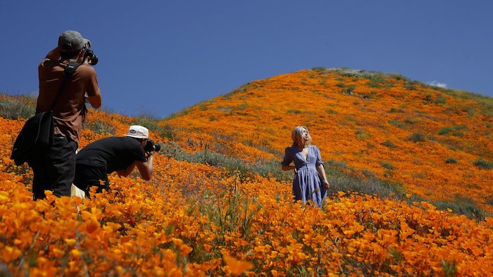 frau mit einem blauen kleid in walker canyon in kalifornien, eine wiese mit vielen orangen mohn-blüten, blauen himmel