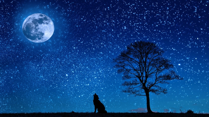 ein nächtlicher Himmel mit großem Mond, ein Wolf, ein Baum, viele Sterne, Bilder modern