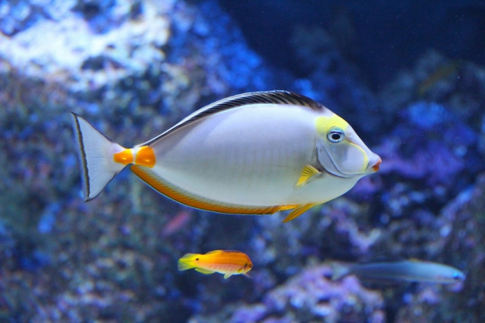 ein kleiner Fisch und ein größerer Fisch in blauem Wasser, Bilder modern von einem Aquarium