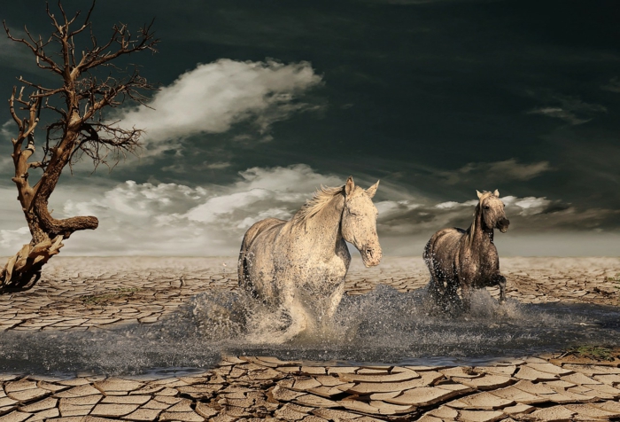 zwei Pferde, die in Wasser rennen, aber eigentlich sind sie in der Wüste, tolle Bilder, die unrealistisch wirken