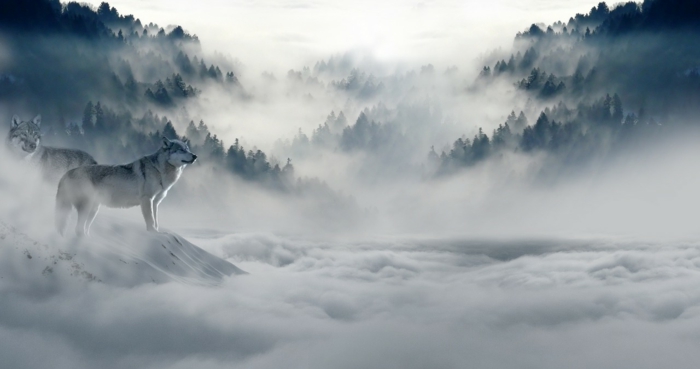 Wölfe im Wald, eine Landschaft von Nebel umhüllt, große Nadelbäume, hübsche Bilder