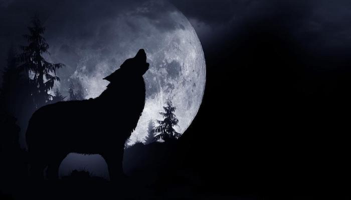 wald mit schwarzen bäumen und ein großer heulender schwarzer wolf, ein großer weißer vollmond