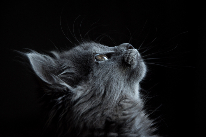 tumblr mädchen bilder, eine katze ist die niedlichste foto idee für mädchen bildschirm