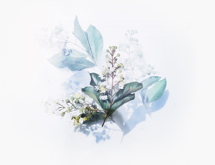 tumblr wallpaper ideen in dezenter gestaltung, weiß und blau bild von einer pflanze