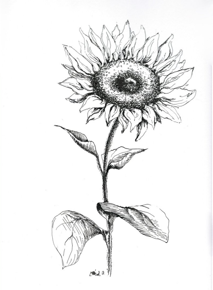 große blume in schwarz und grau, sonnenblume zeichnen, coole bilder zum nachzeichnen ideen