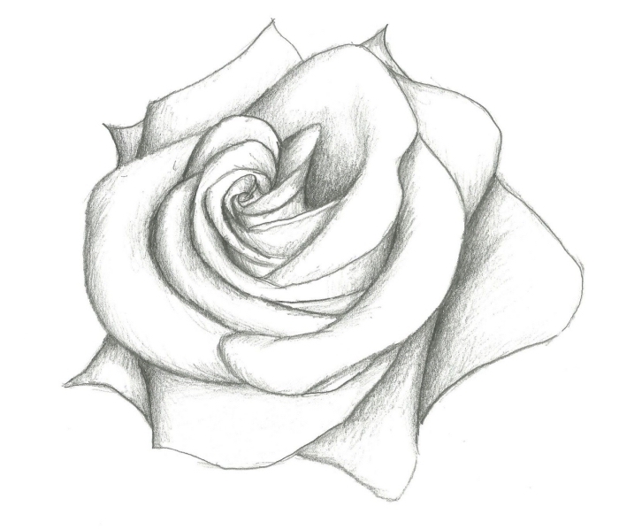 schöne bilder zum malen, weiße rose zeichnen, realitische zeichnung, große blume
