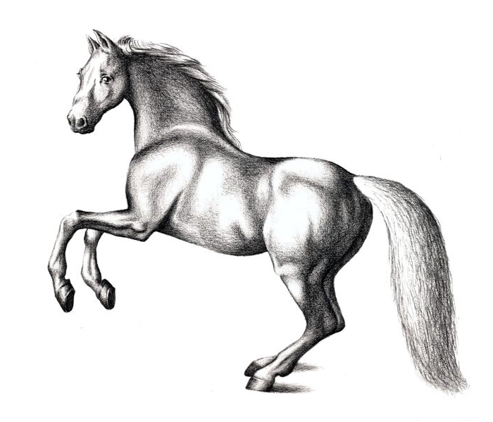 schöne bilder zum nachmalen, renender pferd zeichnen, realitische schwarz graue zeichnung