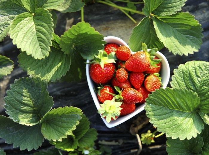 gesunde rezepte einfach zubereiten, erdbeeren in der natur, obst in einer herzförmigen schüssel