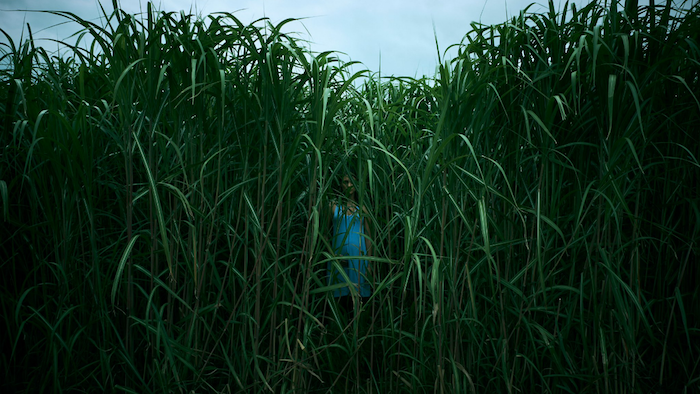 eine szene aus dem film im the tall grass, verflimung von dem roman des authors steven king, eine junge frau mit blauem kleid
