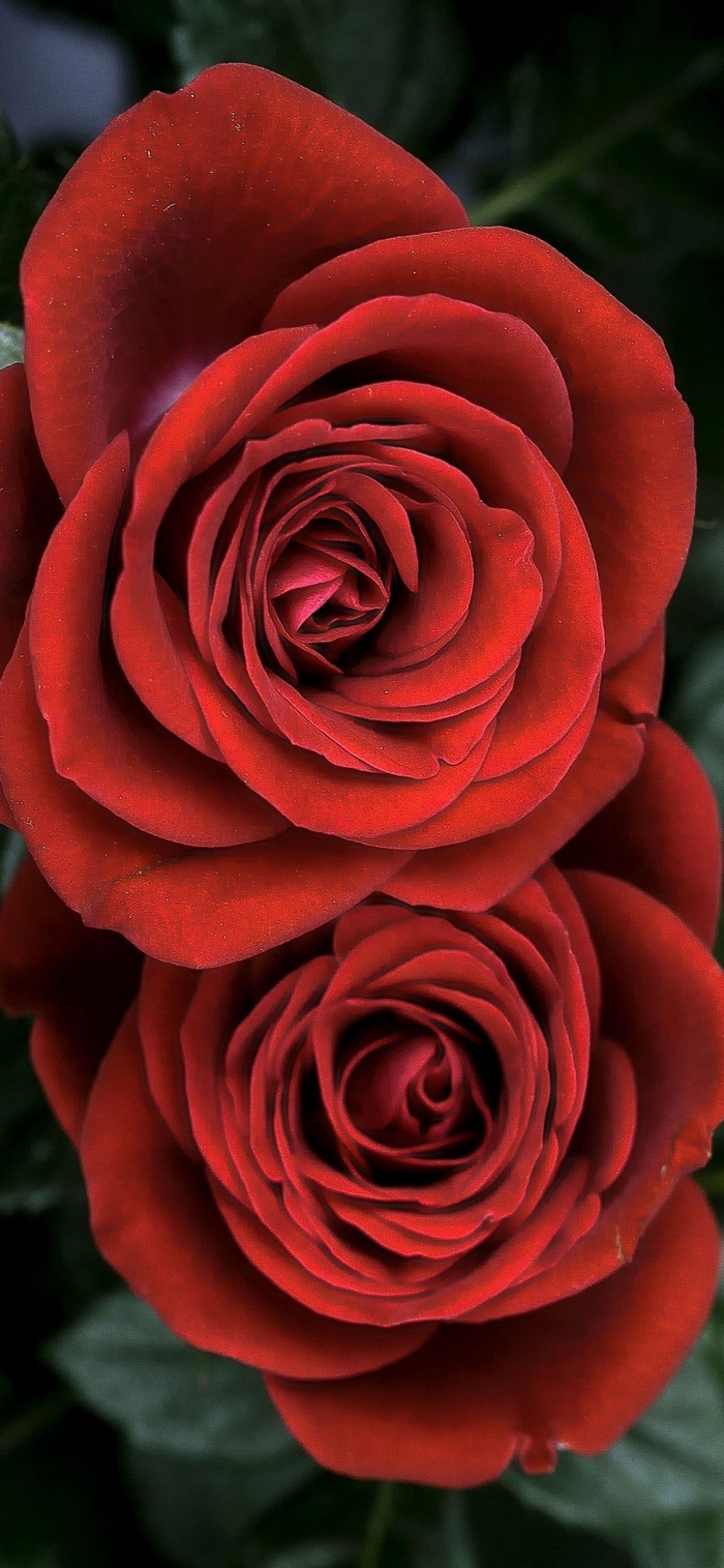iphone x hintergrund, realitisches bild, große blumen, rote rosen, background für handy