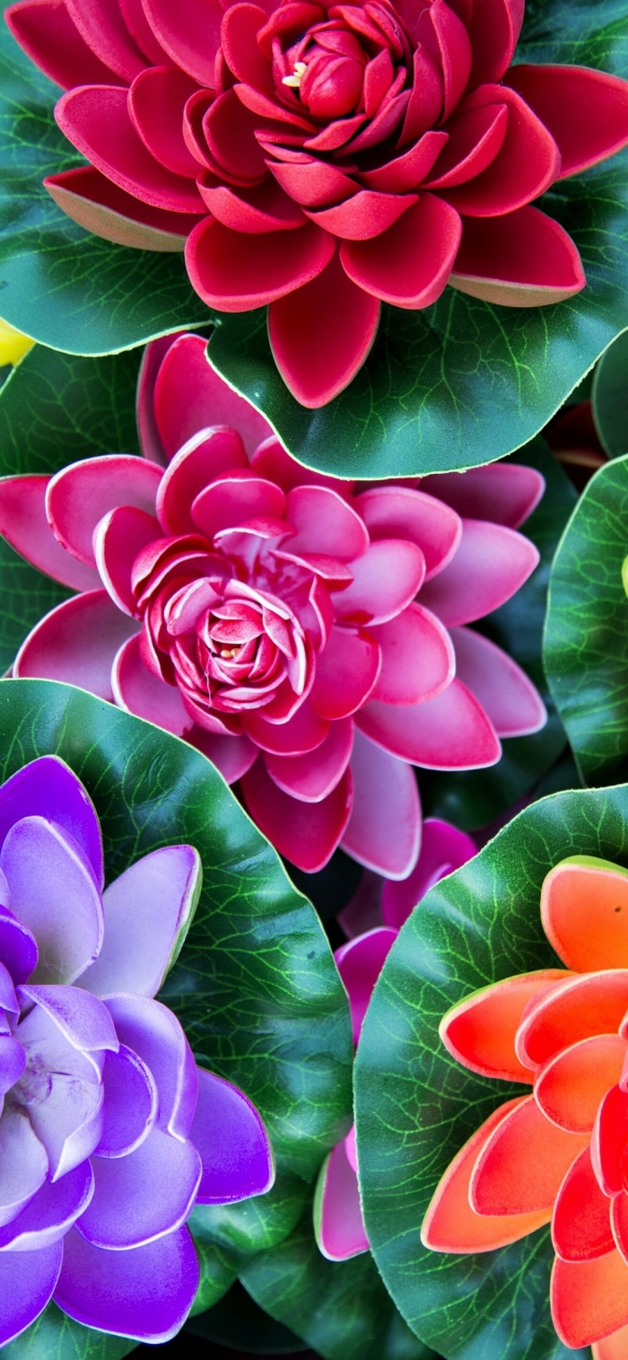 iphone x wallpaper, bunte blumen, große lilien, hintergründe für apple, handy